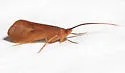 Pycnopsyche indiana