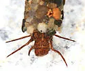 Pycnopsyche lepida group - photo 2