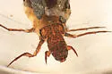 Pycnopsyche lepida group - photo 5