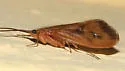 Pycnopsyche limbata