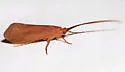 Pycnopsyche luculenta