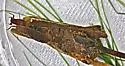 Pycnopsyche luculenta - photo 2