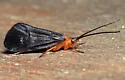 Pycnopsyche virginica - photo 2