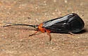 Pycnopsyche virginica - photo 3
