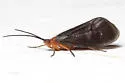 Pycnopsyche virginica - photo 4