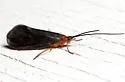 Pycnopsyche virginica - photo 5