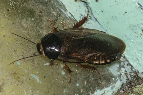 Indian Cockroach