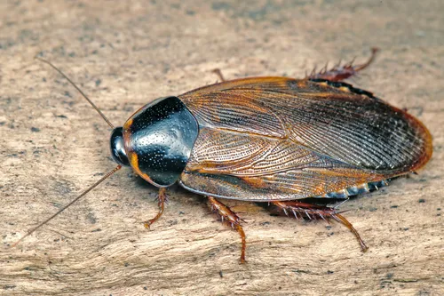 Surinam Cockroach