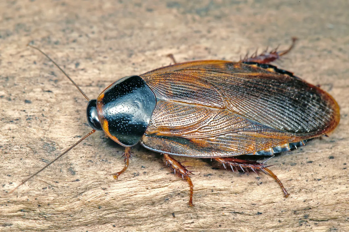 Surinam Cockroach - photo 2