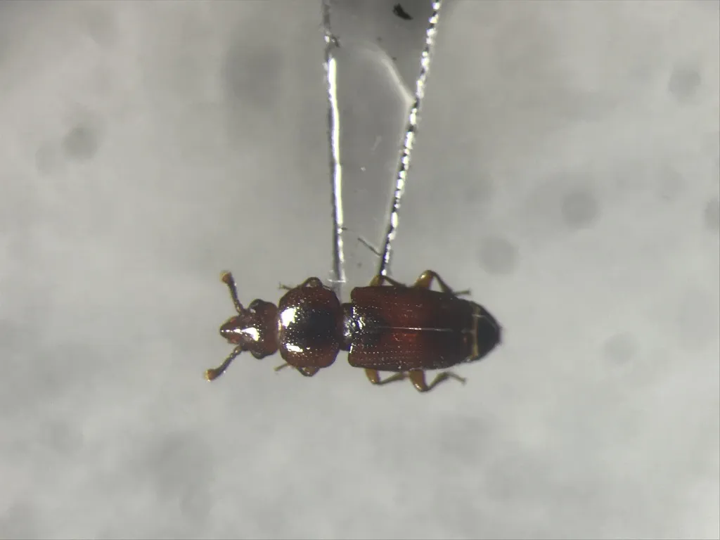 Pycnotomina cavicolle - photo 2
