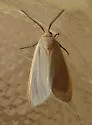 Yellow-edged Pygarctia - Hodges#8255