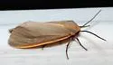 Yellow-edged Pygarctia - Hodges#8255 - photo 2