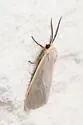 Yellow-edged Pygarctia - Hodges#8255 - photo 4