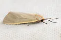 Yellow-edged Pygarctia - Hodges#8255 - photo 5