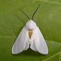 Pygarctia flavidorsalis - Hodges#8253.1