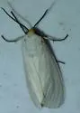 Pygarctia flavidorsalis - Hodges#8253.1 - photo 5