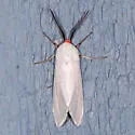 Pygarctia lorula - Hodges#8252