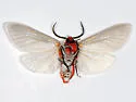 Pygarctia lorula - Hodges#8252 - photo 2
