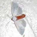 Pygarctia lorula - Hodges#8252 - photo 4