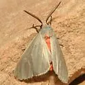 Mousey Tiger Moth - Hodges#8250