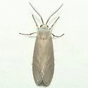 Mousey Tiger Moth - Hodges#8250 - photo 2