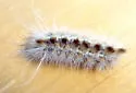 Mousey Tiger Moth - Hodges#8250 - photo 3