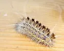 Mousey Tiger Moth - Hodges#8250 - photo 4
