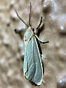 Mousey Tiger Moth - Hodges#8250 - photo 5