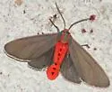 Pygarctia neomexicana - Hodges#8251