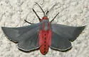 Pygarctia neomexicana - Hodges#8251 - photo 4