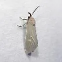Pygarctia pterygostigma - Hodges#8250.1
