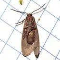 Pygarctia pterygostigma - Hodges#8250.1 - photo 3