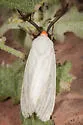 Pygarctia roseicapitis - Hodges#8253 - photo 2