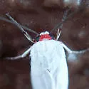 Pygarctia roseicapitis - Hodges#8253 - photo 4