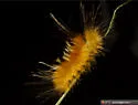 Pygarctia roseicapitis - Hodges#8253 - photo 5