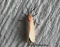 Sprague's Pygarctia moth - Hodges#8254 - Pygarctia spraguei