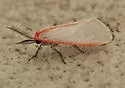 Sprague's Pygarctia moth - Hodges#8254 - photo 3