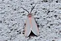 Sprague's Pygarctia moth - Hodges#8254 - photo 4
