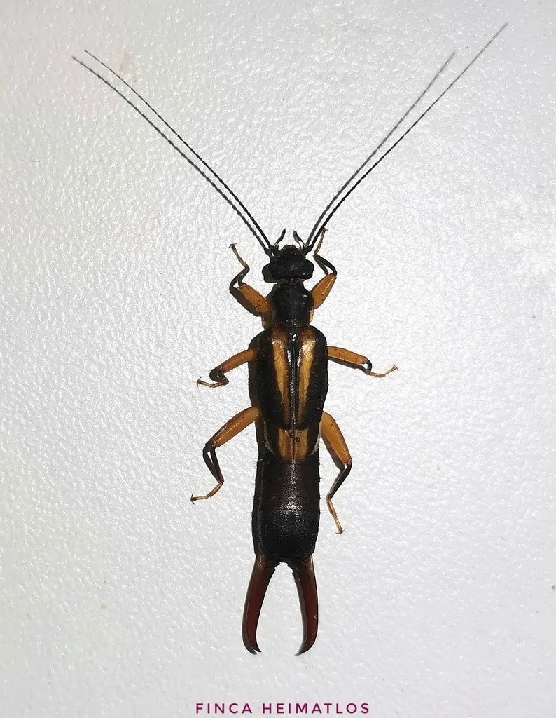 Pygidicranidae - photo 2