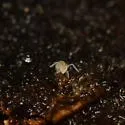 Pygmarrhopalites altus