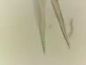 Pygmarrhopalites altus - photo 3