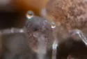 Pygmarrhopalites bellingeri - photo 3