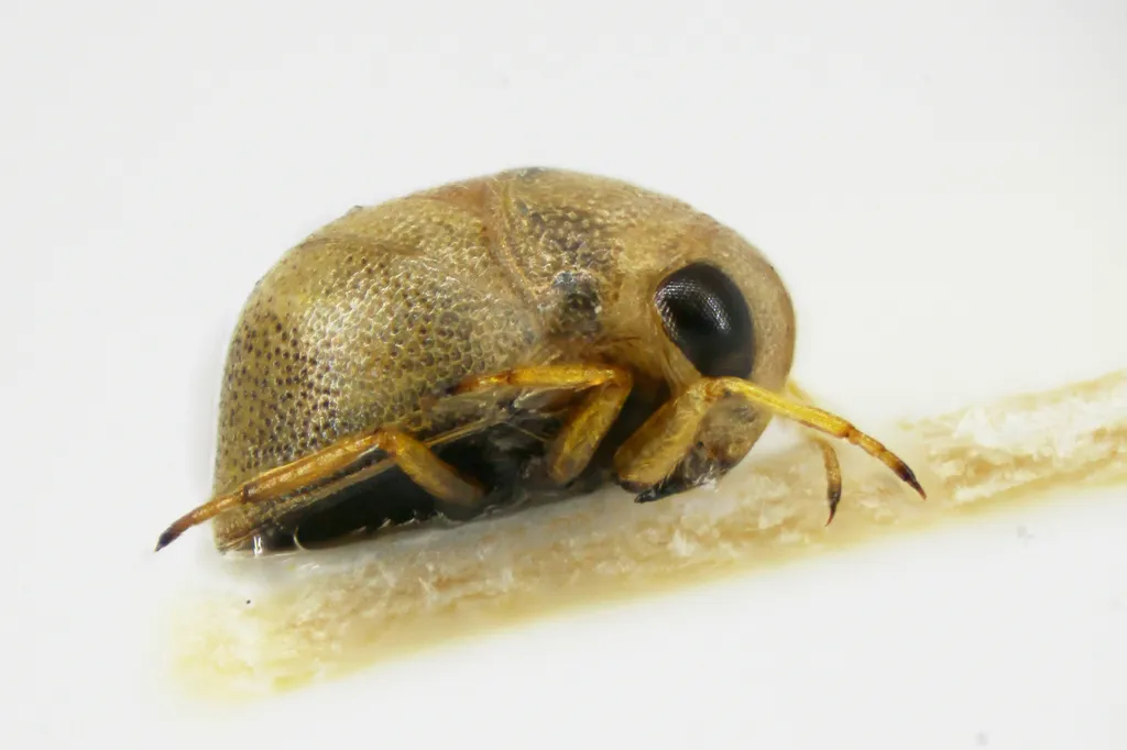 Pygmy Backswimmer - Plea minutissima