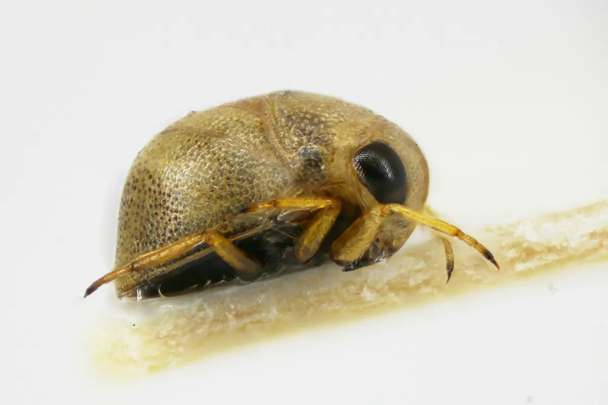 Pygmy Backswimmer - photo 2
