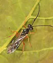 Pygocryptus brevicornis
