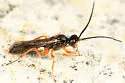 Pygocryptus brevicornis - photo 2