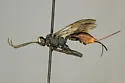 Pygocryptus exochus
