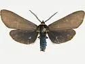 Pygoctenucha pyrrhoura - Hodges#8245