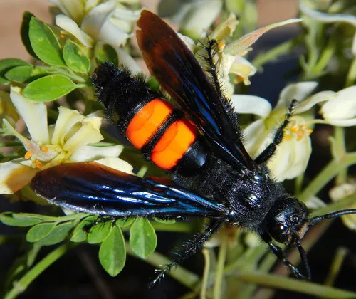 Saddleback Scoliid Wasp - photo 3
