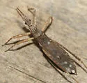 Pygolampis pectoralis